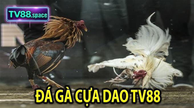 Đá Gà Cựa Dao TV88