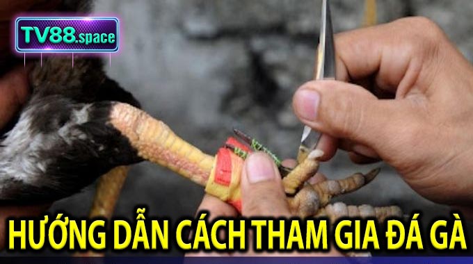 Hướng dẫn cách tham gia Đá Gà 