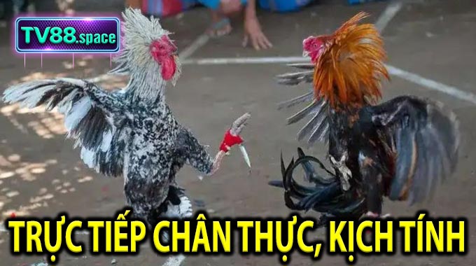 Trực tiếp chân thực, kịch tính